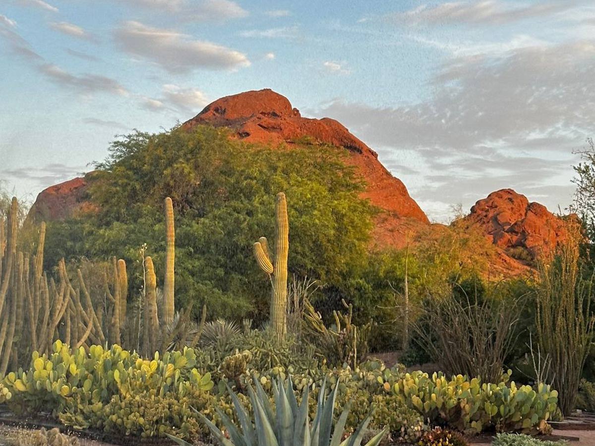 Desert Botanical Garden in Arizona