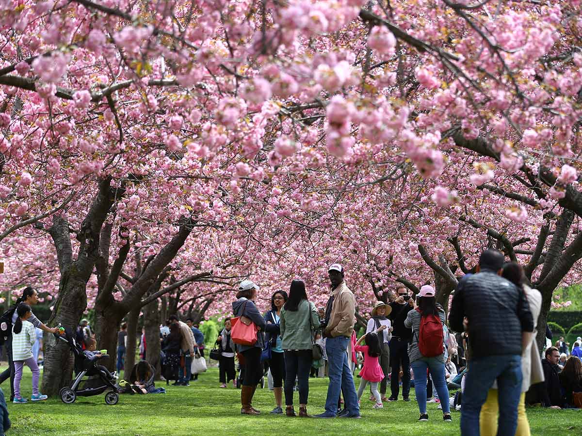 Brooklyn Botanic Garden in New York