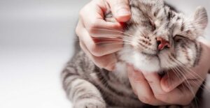 pet care