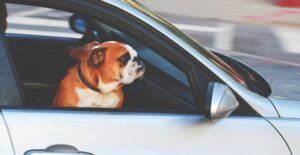 A brown bulldog looking out the window of a car