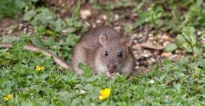 ways your garden attracts rats that you should avoid