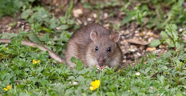 ways your garden attracts rats that you should avoid