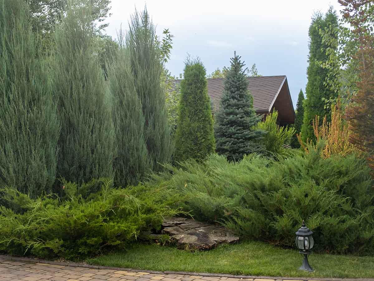 Juniper Bushes