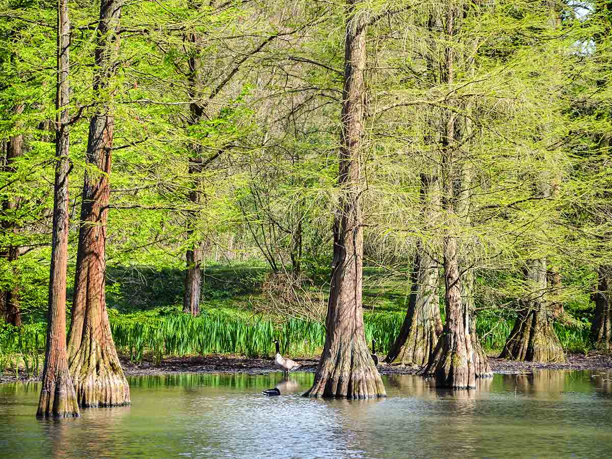 Cypress Trees