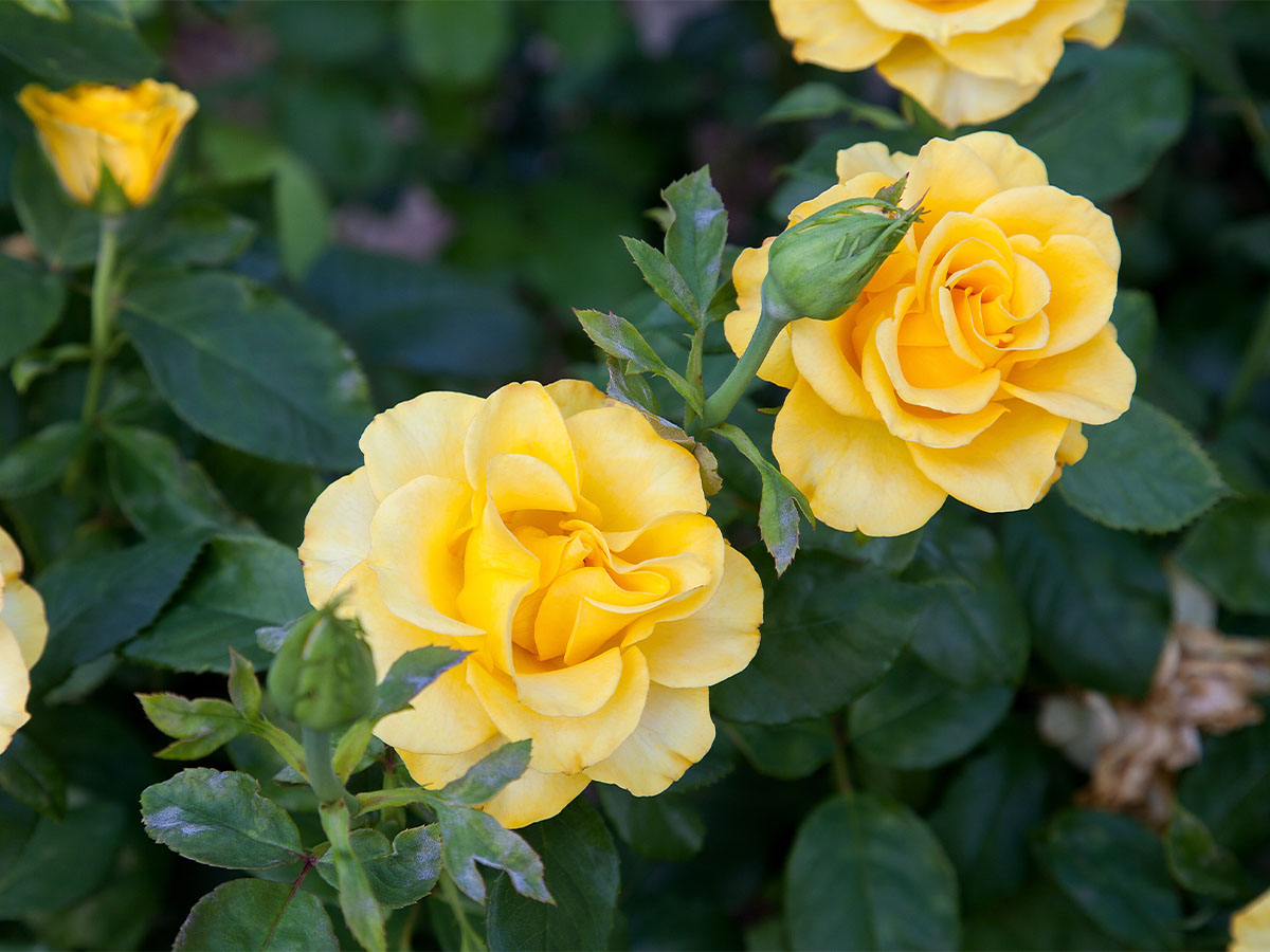 Rose Bushes