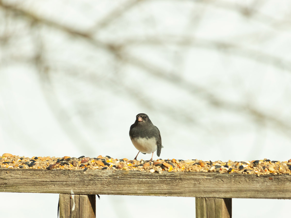 Birdseed and Grass Seed