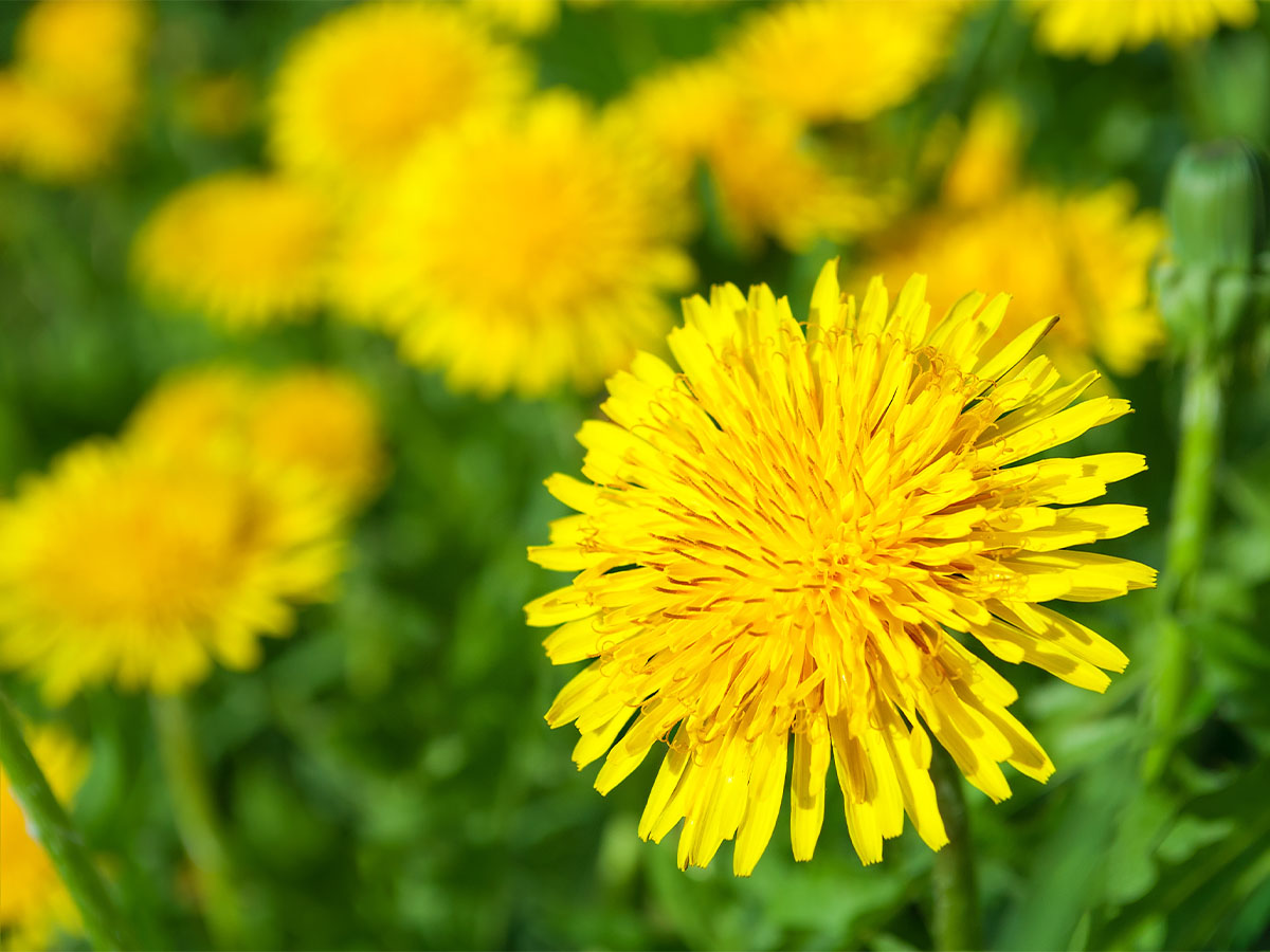 Dandelions
