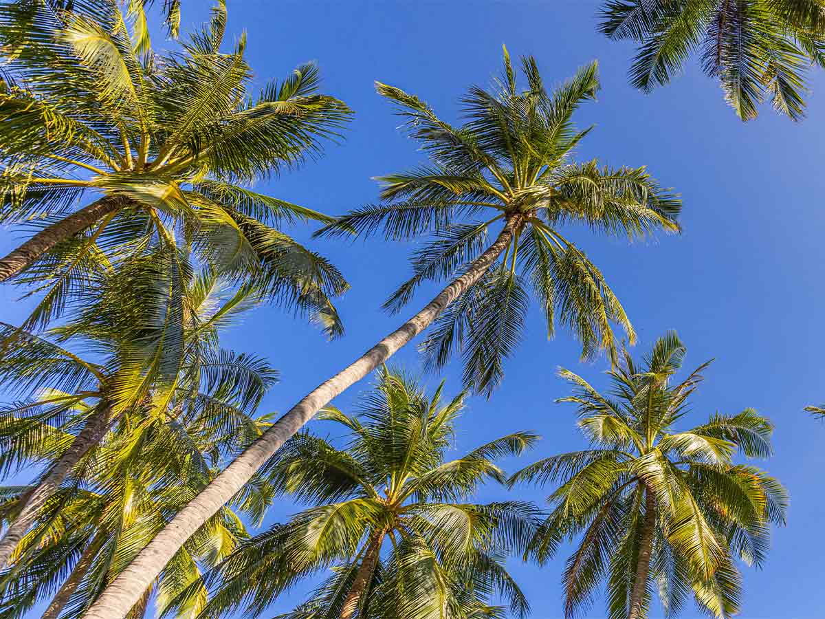 Palm Trees