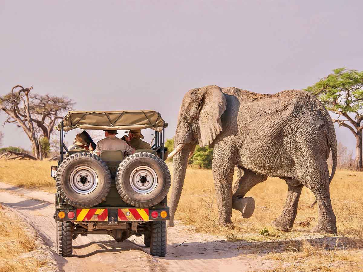 Must Brake for Animals
