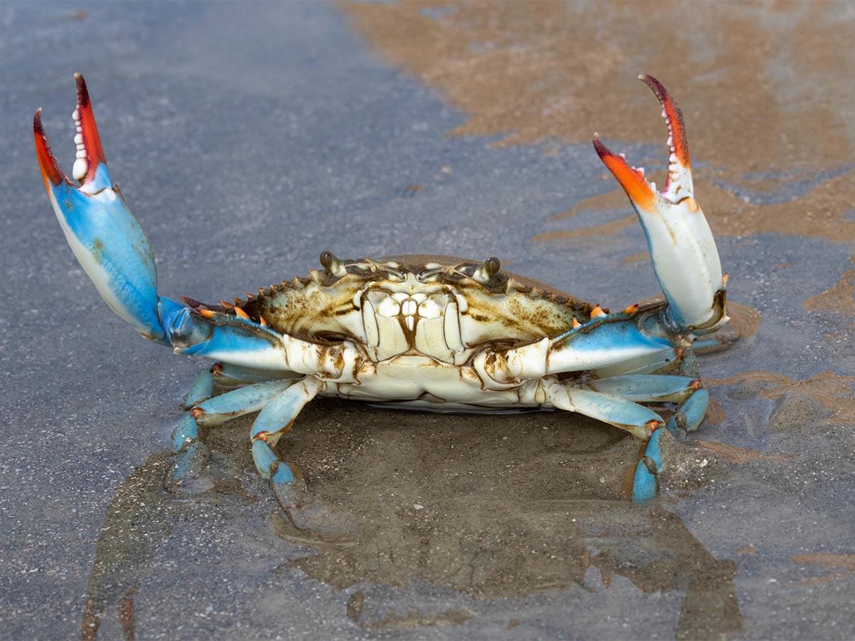 Maryland - Blue Crabs
