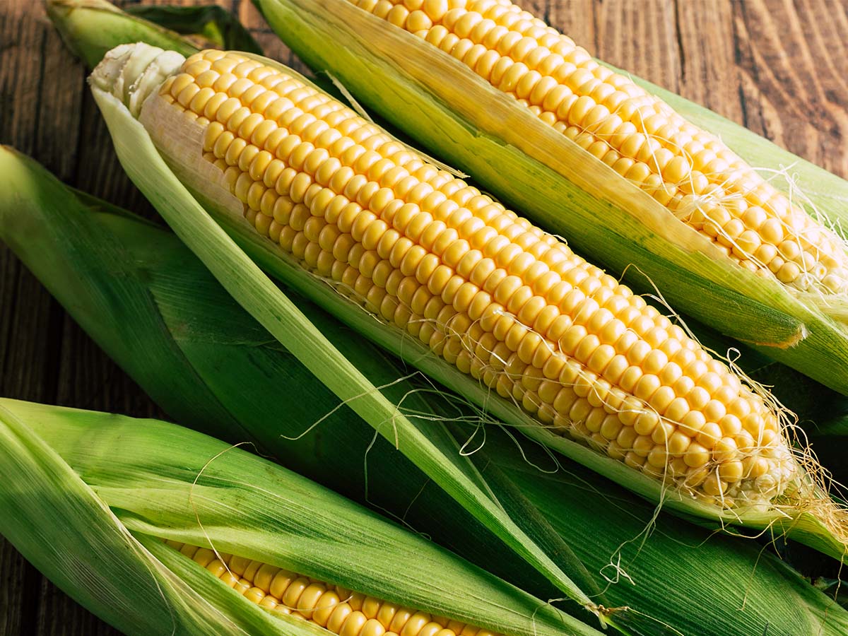 South Dakota - Corn