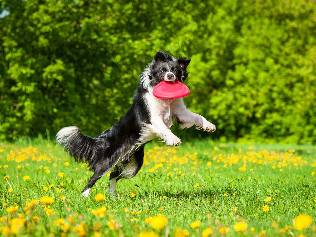 Connecticut - Frisbee