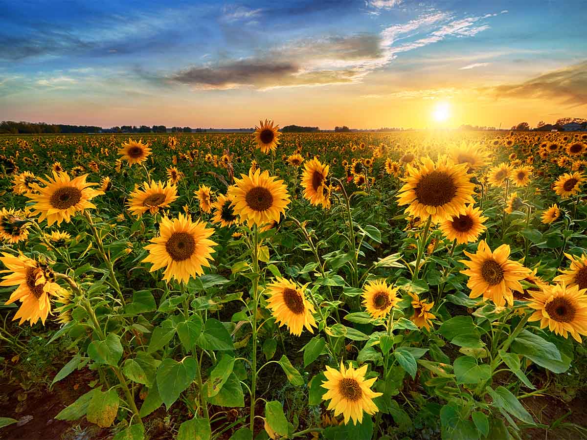 North Dakota - Sunflowers