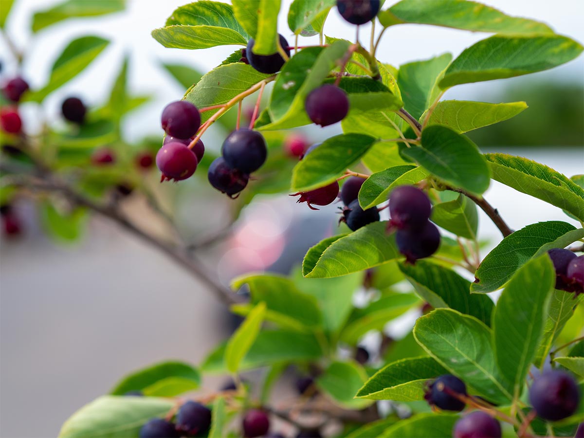 Montana - Huckleberries