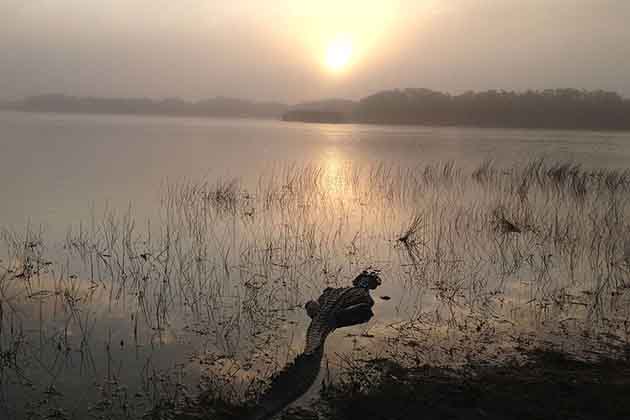 Catch You Later, Alligator