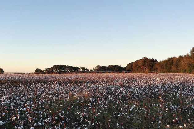 A Cotton Expanse