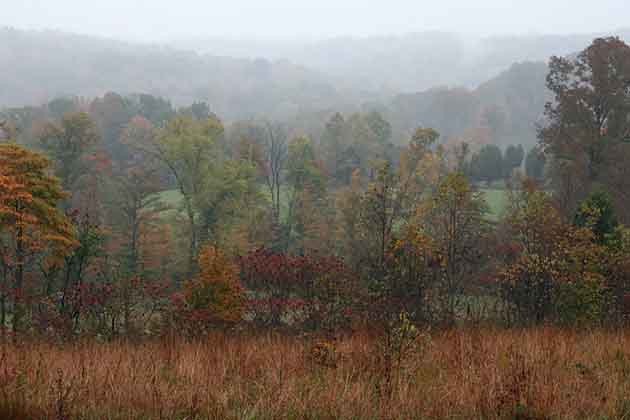 A Forested Expanse
