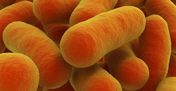 a microscope image of salmonella bacteria