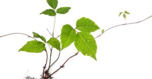 urushiol oil is the reason why poison ivy is itchy