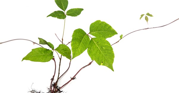 urushiol oil is the reason why poison ivy is itchy