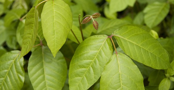 a photo of poison ivy, a plant people should avoid