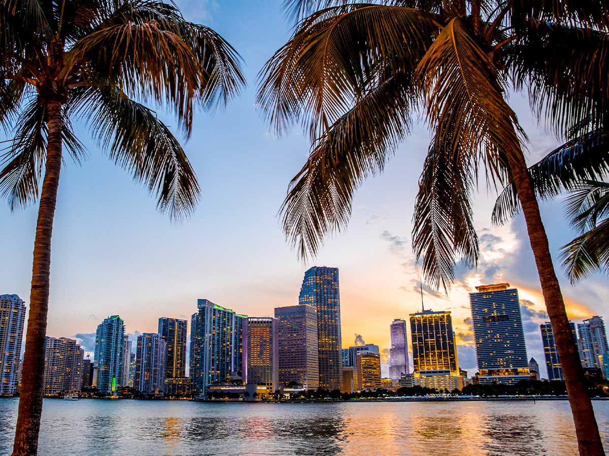Palm Trees and City Lights
