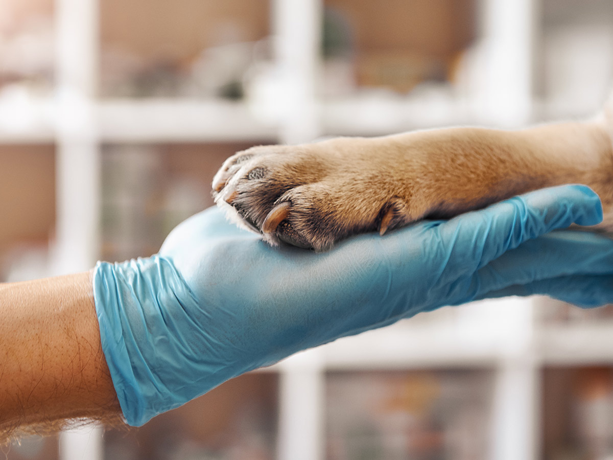 Pet Care