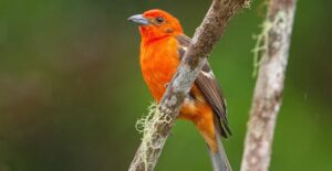 a Flame-colored Tanager bird in Costa Rica
