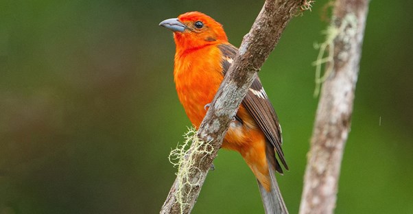 a Flame-colored Tanager bird in Costa Rica