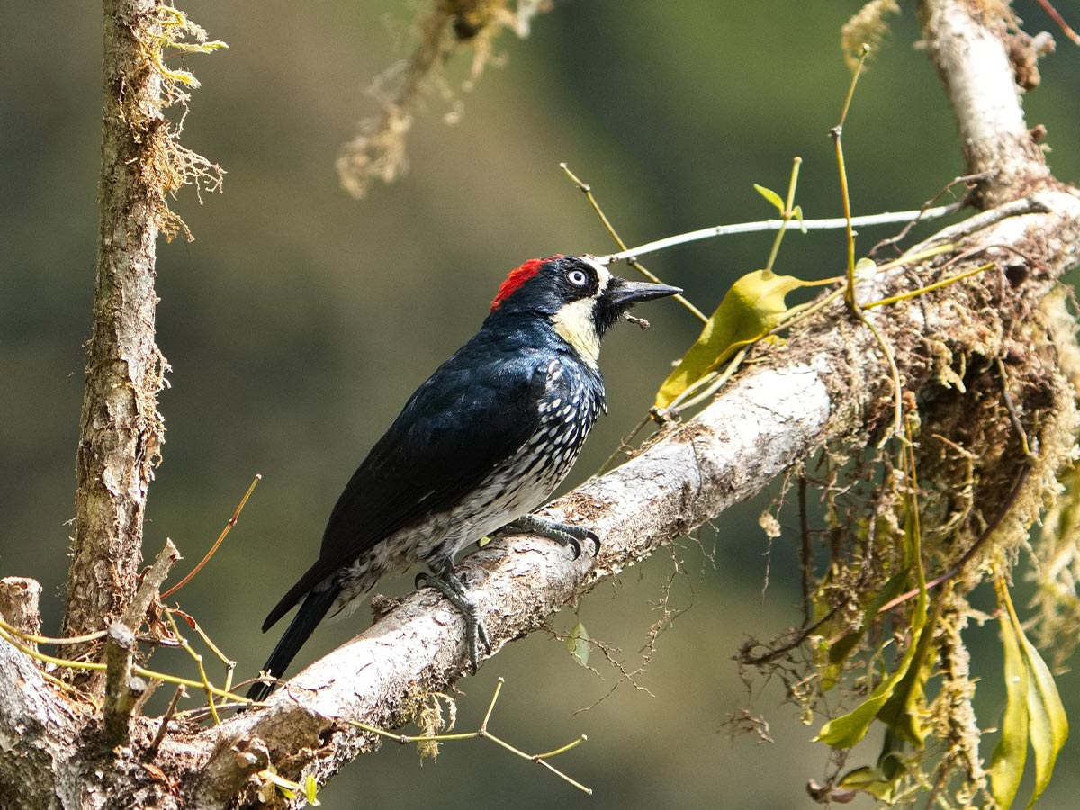 Hairy Woodpecker