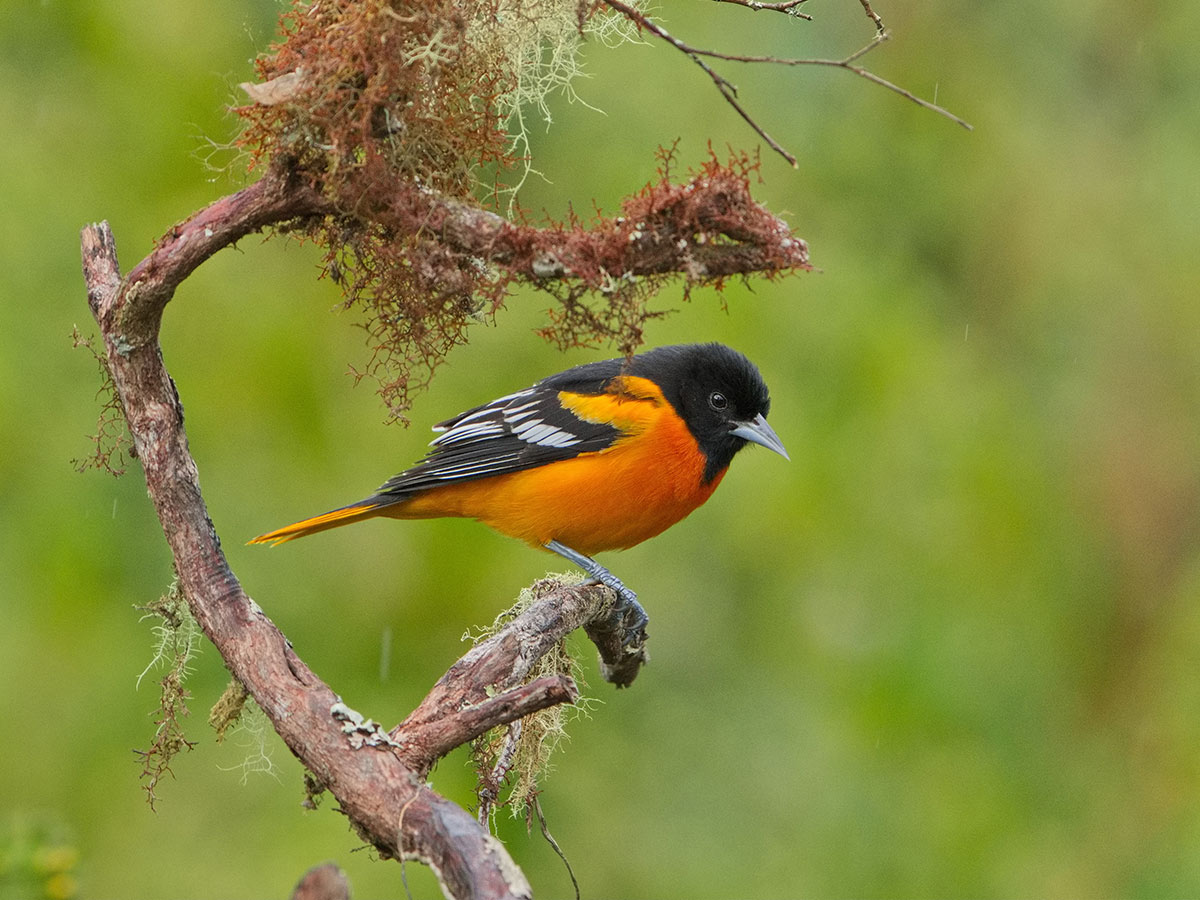 Baltimore Oriole