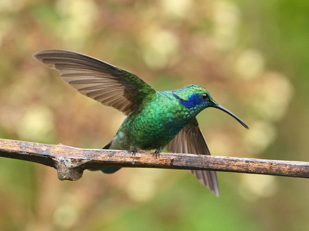 Lesser Violetear Hummingbird