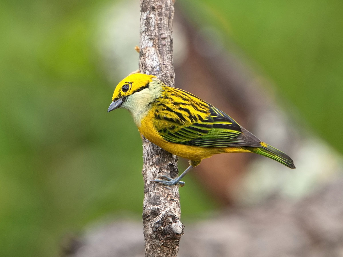 Silver-Throated Tanager