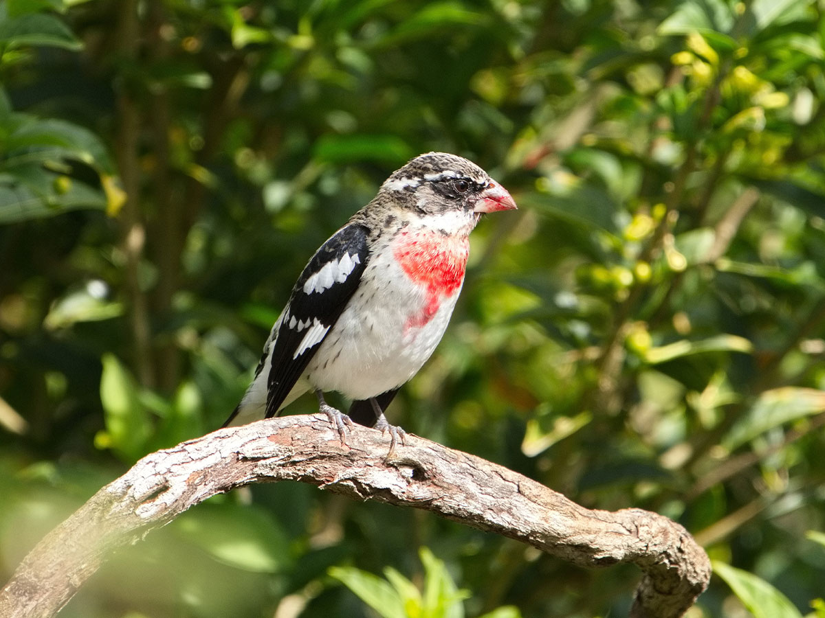 Rose-Breasted Grosbeak