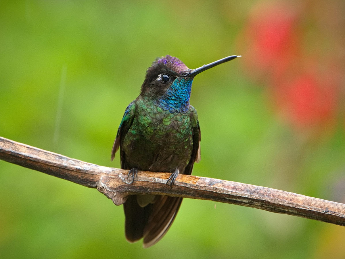 Magnificent Hummingbird