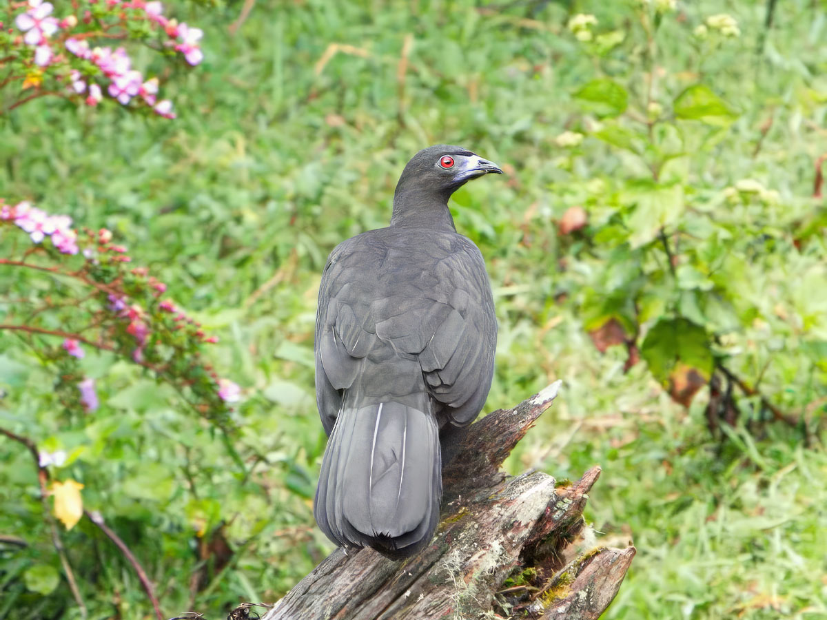 Black Guan