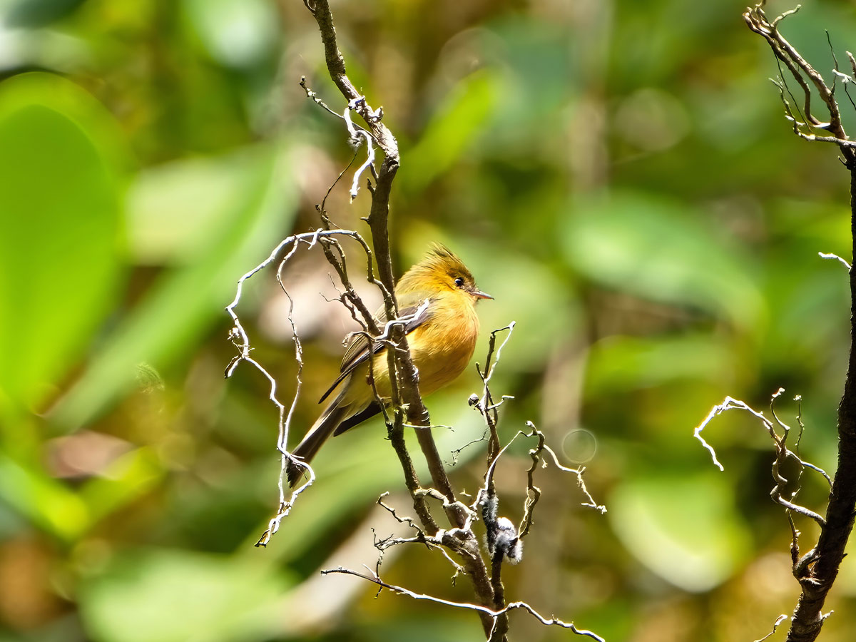 Northern Tufted Flycatcher