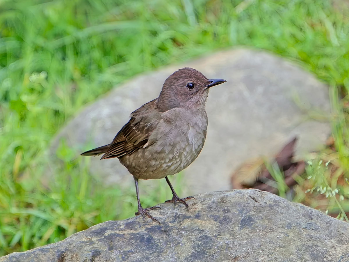 Mountain Thrush