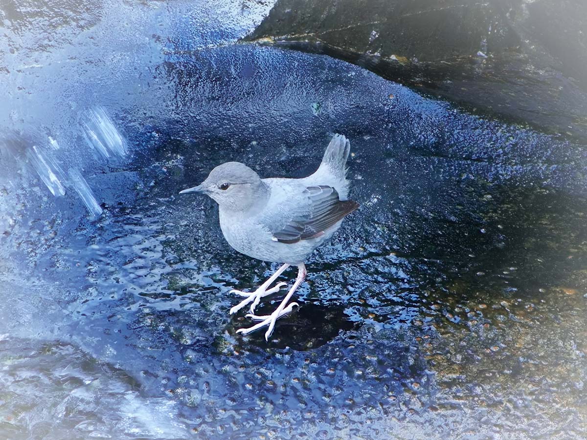American Dipper