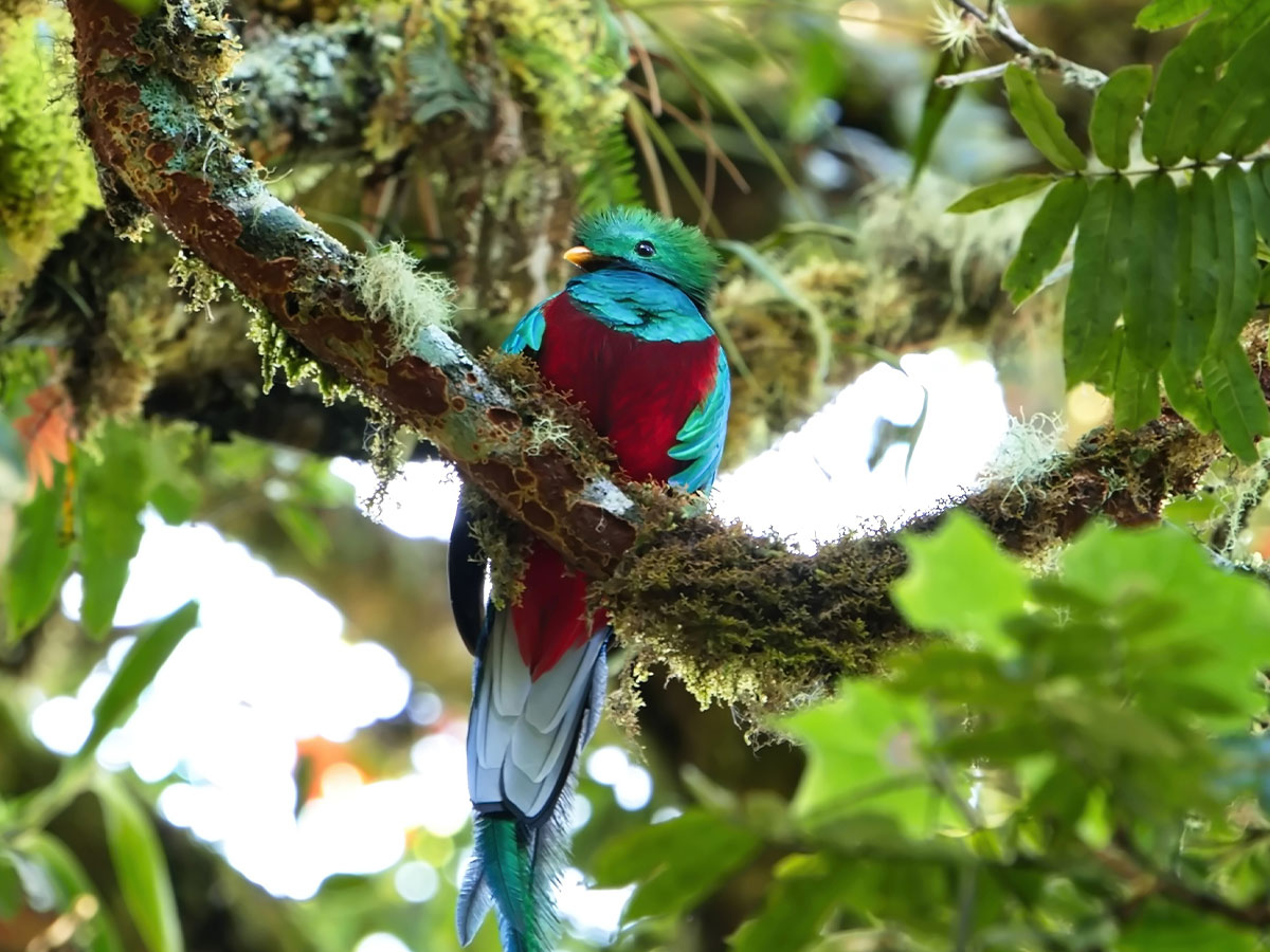 Resplendent Quetzal
