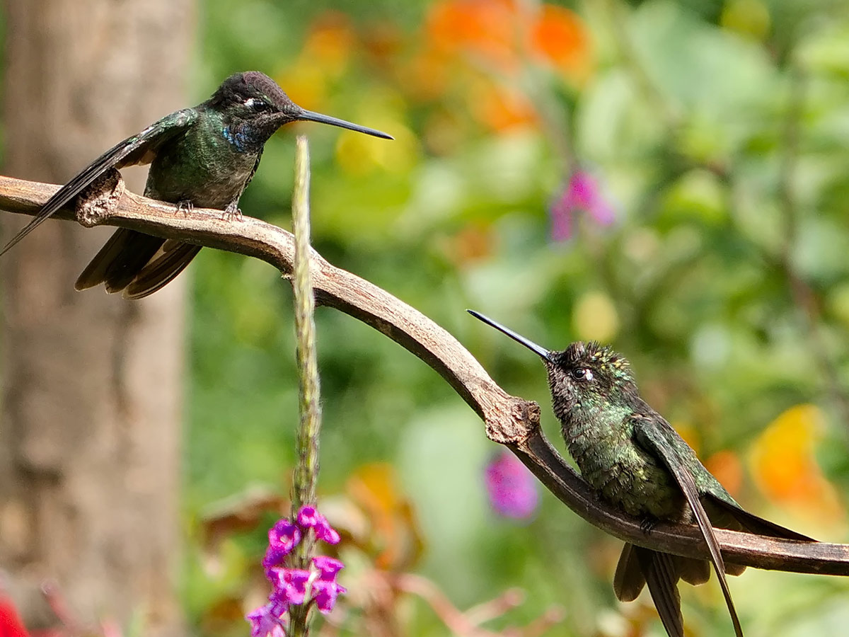 Talamanca Hummingbirds