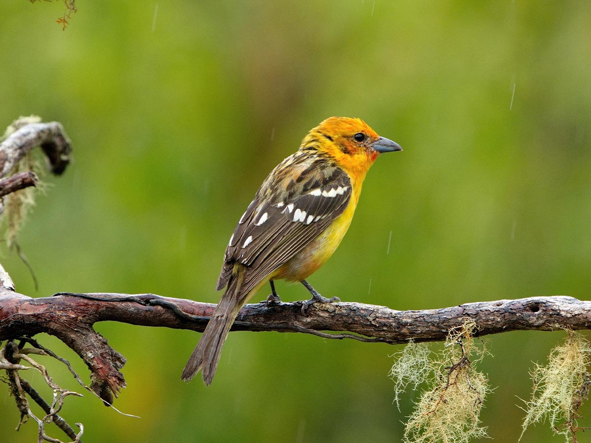 Flame-Colored Tanager (female)