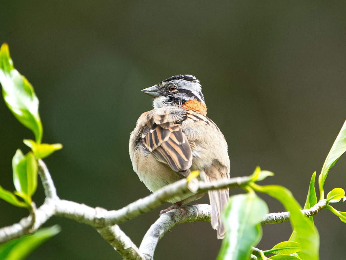 Rufous Collared Sparrow