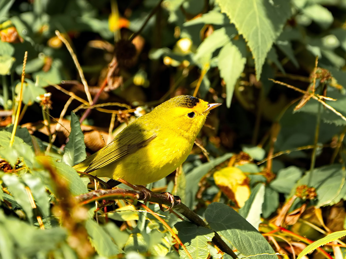 Wilson's Warbler