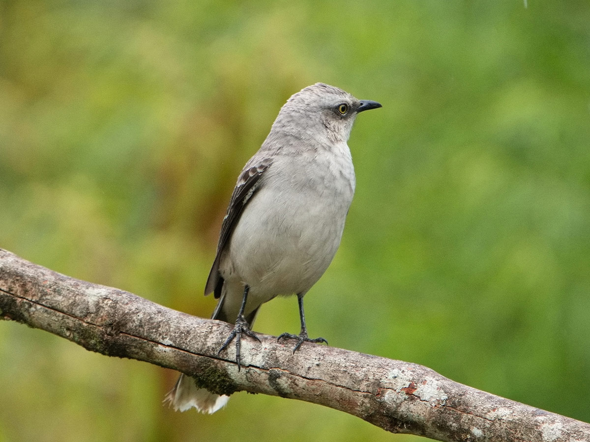 Tropical Mockingbird