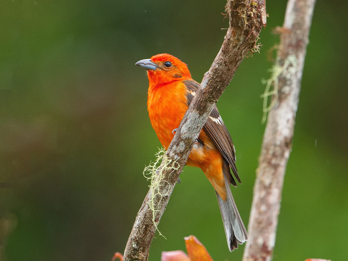 Flame-Colored Tanager
