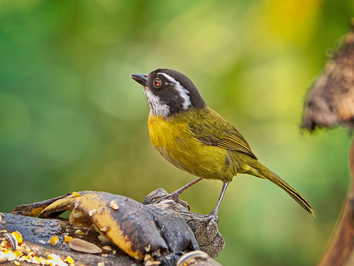 Sooty-Capped Chlorospingus