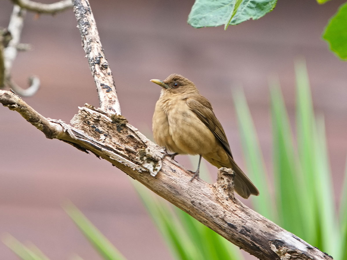 Clay-Colored Thrush