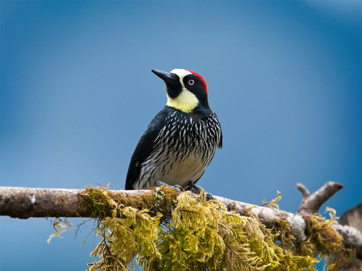 Acorn Woodpecker