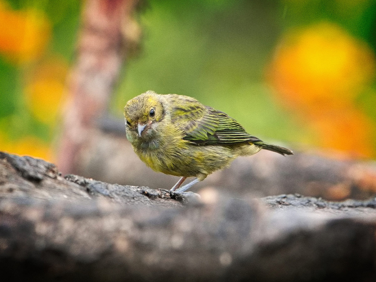 Silver-Throated Tanager (juvenile)